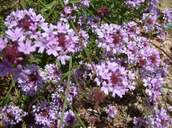 Plant photo of: Verbena lilacina 'De La Mina'