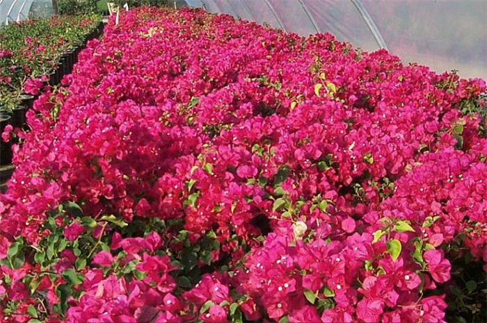 Bougainvillea