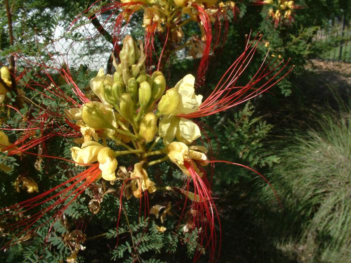 Plant photo of: Caesalpinia gilliesii