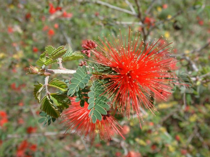 Plant photo of: Calliandra californica