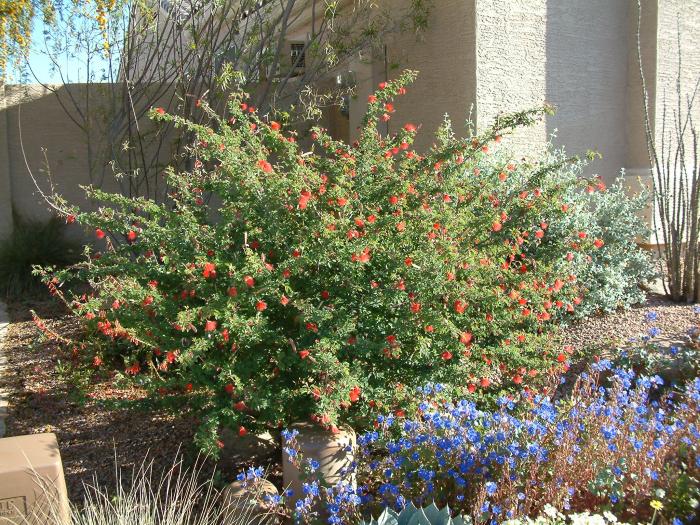 Plant photo of: Calliandra californica