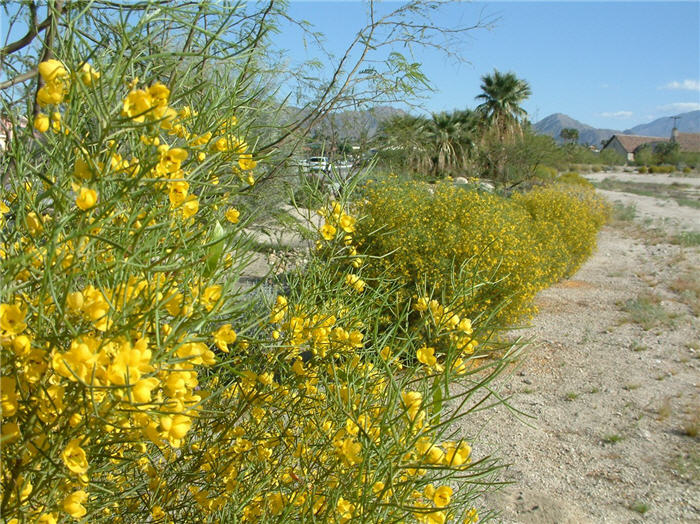 Plant photo of: Senna artemisiodes