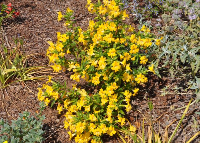 Plant photo of: Mimulus 'Yellow'