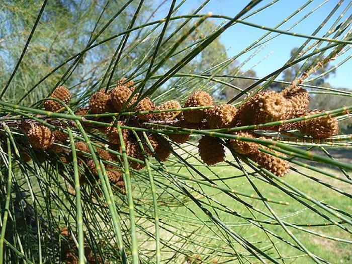 Plant photo of: Casuarina stricta