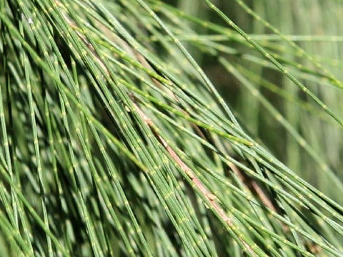 Plant photo of: Casuarina stricta