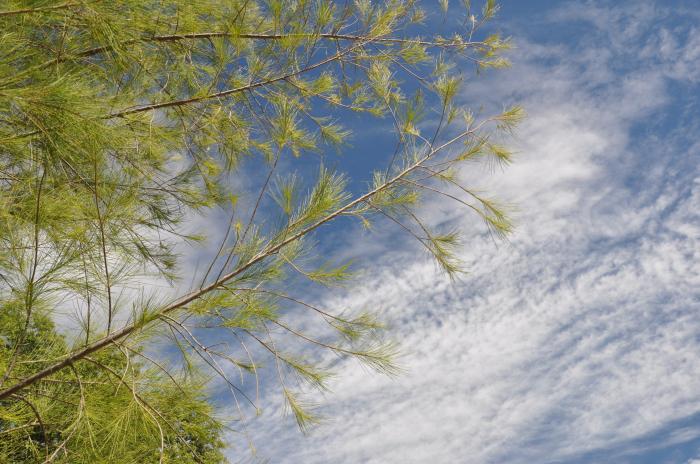 Plant photo of: Casuarina stricta