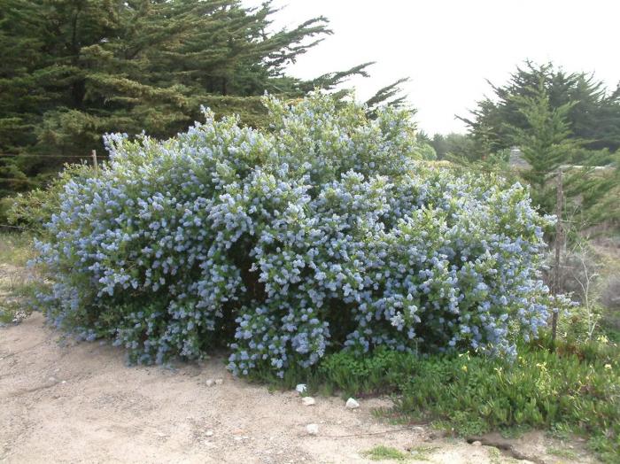 Plant photo of: Ceanothus 'Joyce Coulter'