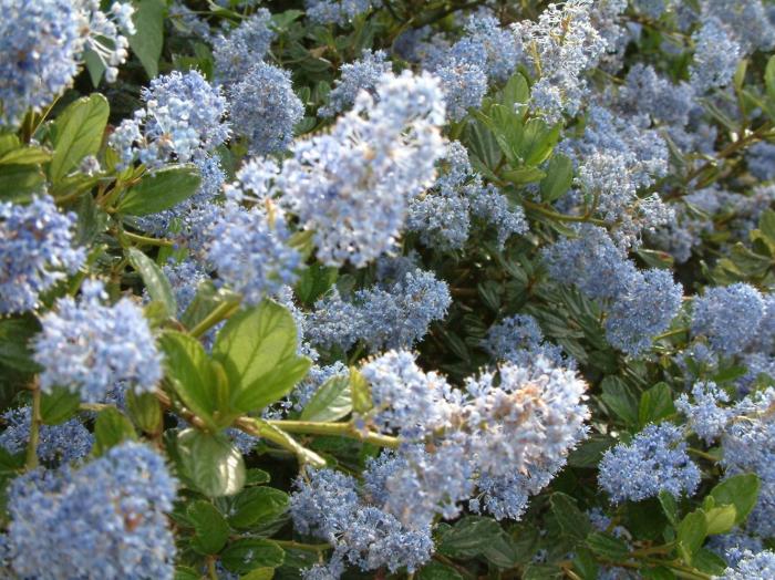 Plant photo of: Ceanothus 'Joyce Coulter'