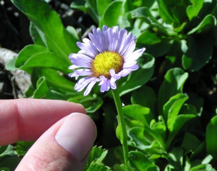 Plant photo of: Erigeron glaucus