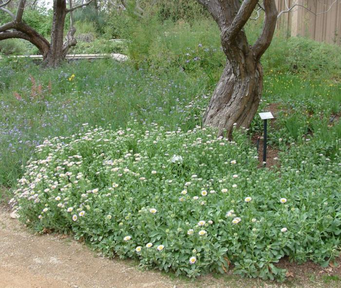 Plant photo of: Erigeron glaucus