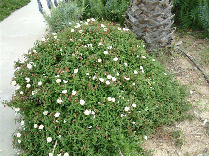 Plant photo of: Cistus salviifolius 'Prostratus'