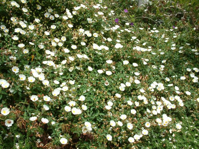 Plant photo of: Cistus salviifolius 'Prostratus'