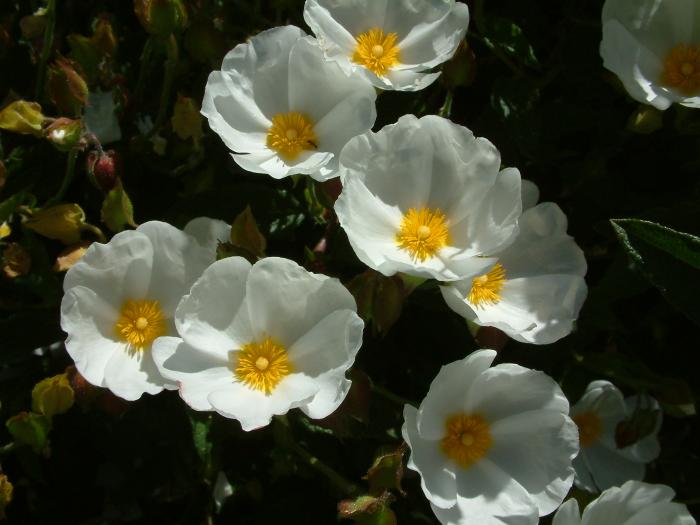 Plant photo of: Cistus salviifolius 'Prostratus'