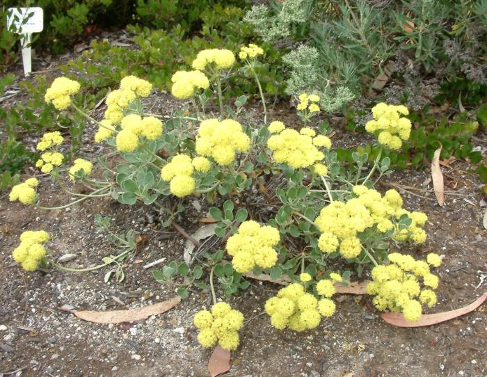 Plant photo of: Eriogonum crocatum