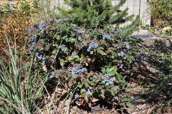 Plant photo of: Mahonia aquifolium 'Compacta'