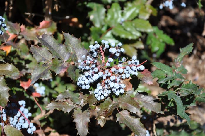 Plant photo of: Mahonia aquifolium 'Compacta'