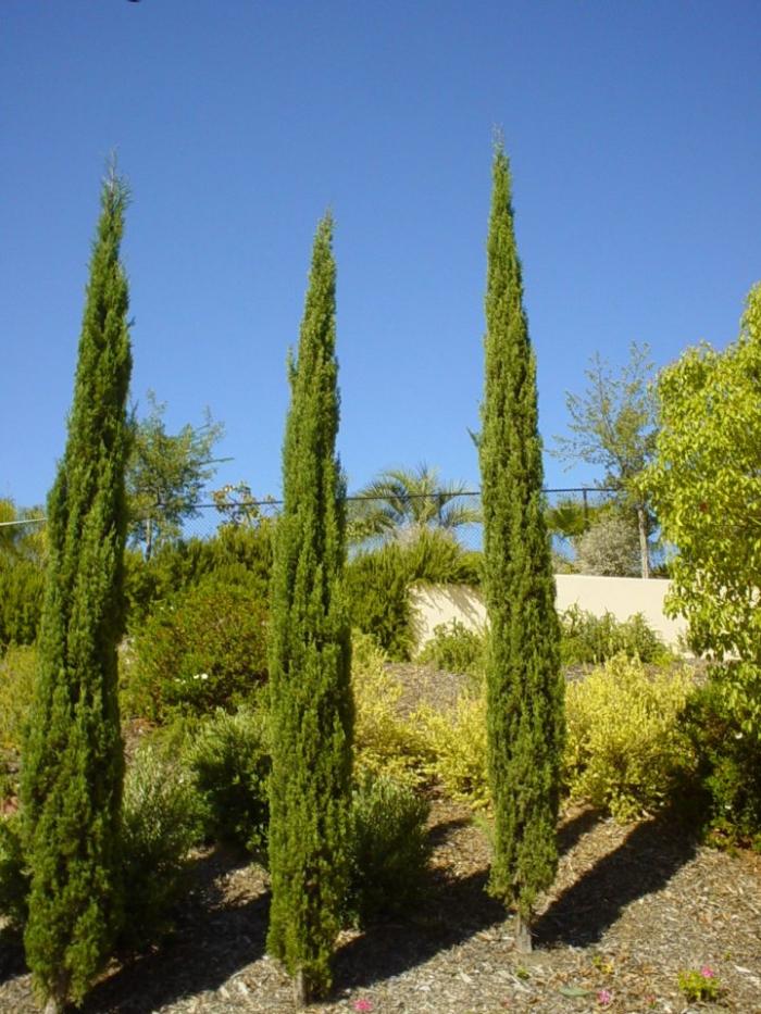 Plant photo of: Cupressus sempervirens 'Stricta'