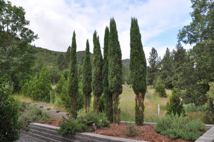 Plant photo of: Cupressus sempervirens 'Stricta'