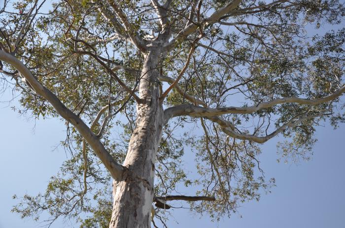 Plant photo of: Eucalyptus leucoxylon