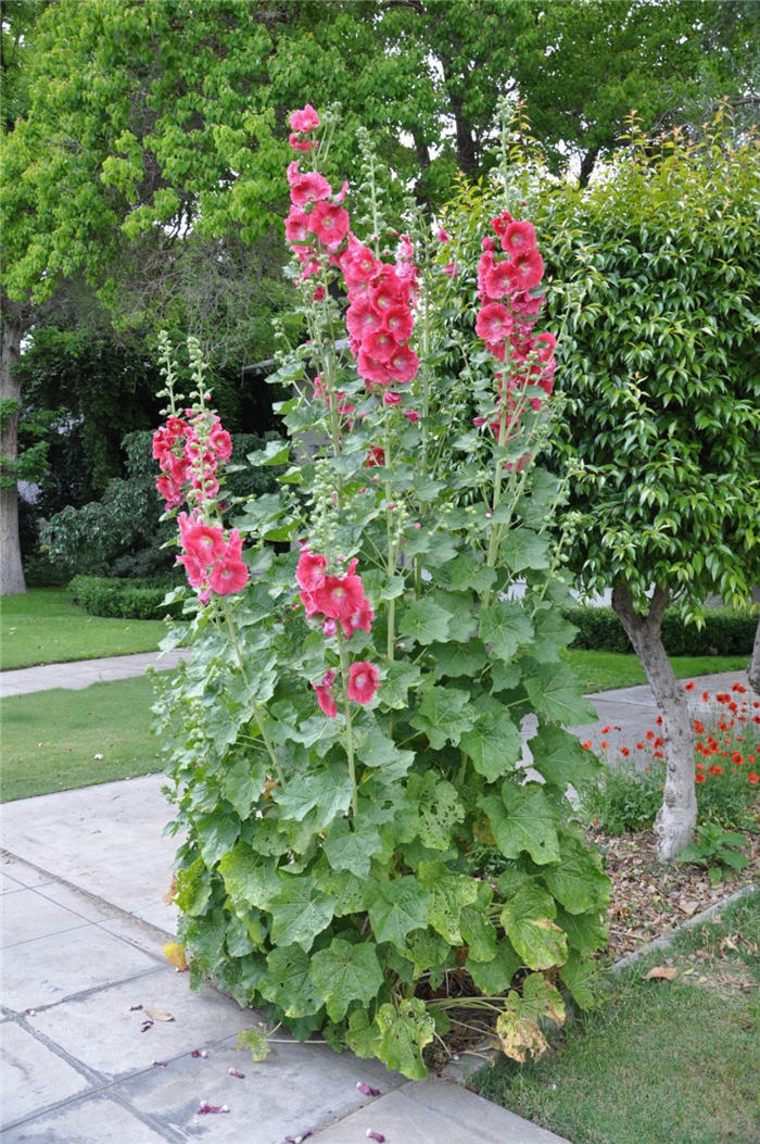 Alcea rosea