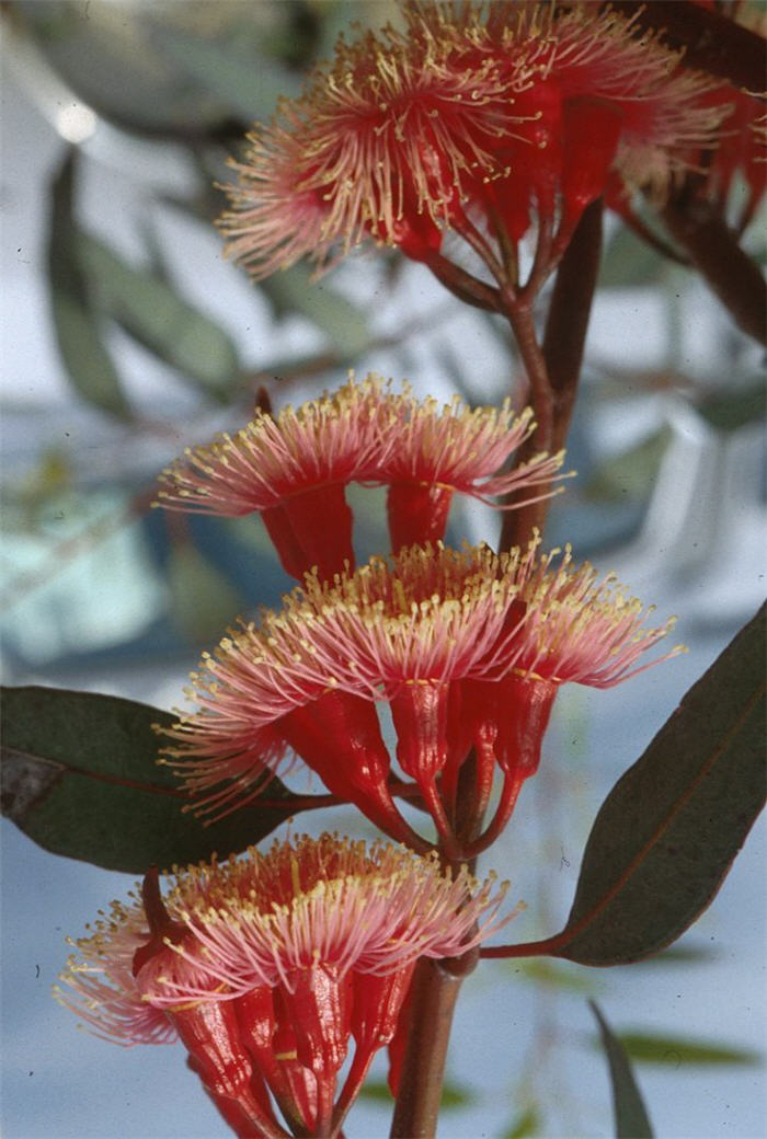 Plant photo of: Eucalyptus torquata