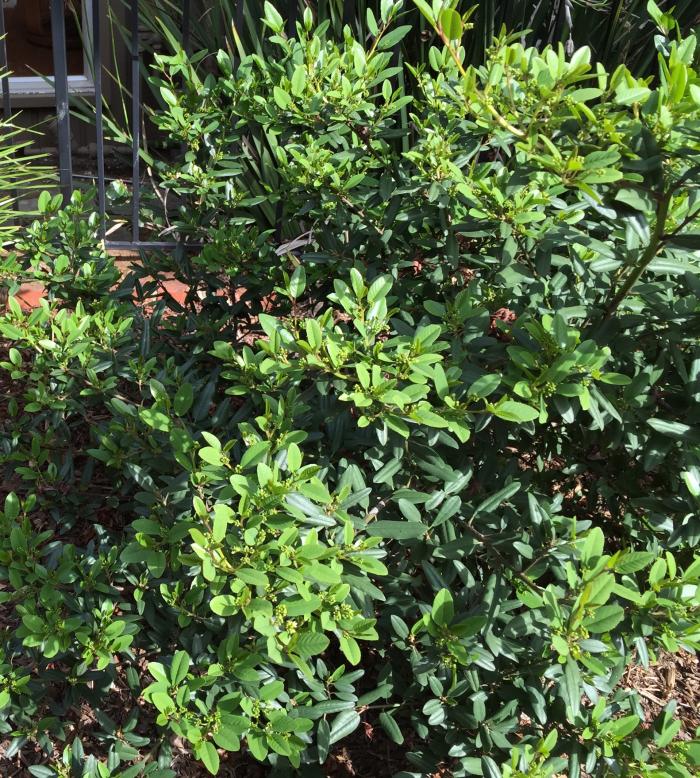 Plant photo of: Rhamnus cal. 'Mound San Bruno'