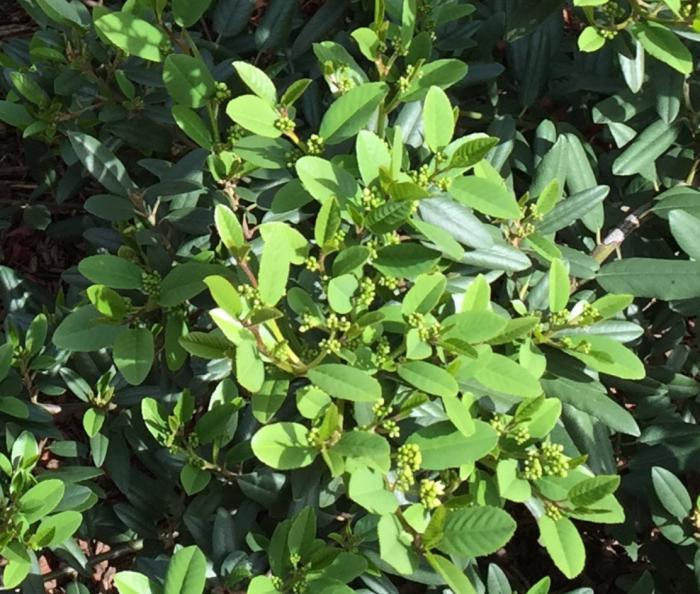 Plant photo of: Rhamnus cal. 'Mound San Bruno'