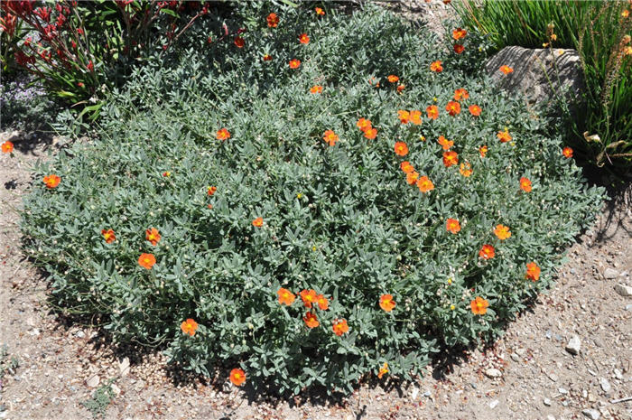 Plant photo of: Helianthemum nummularium