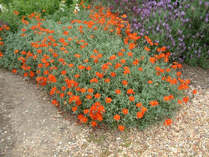 Plant photo of: Helianthemum nummularium