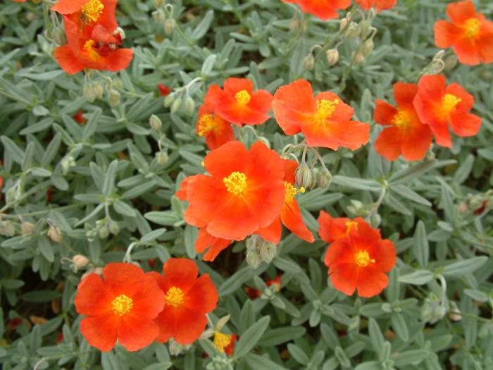 Plant photo of: Helianthemum nummularium