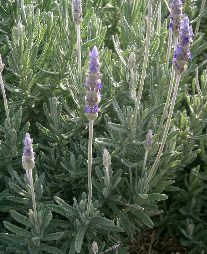 Plant photo of: Lavandula dentata