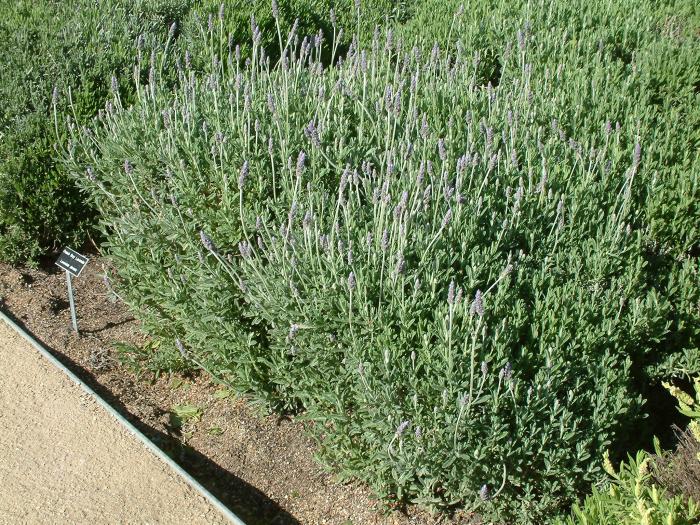 Plant photo of: Lavandula dentata