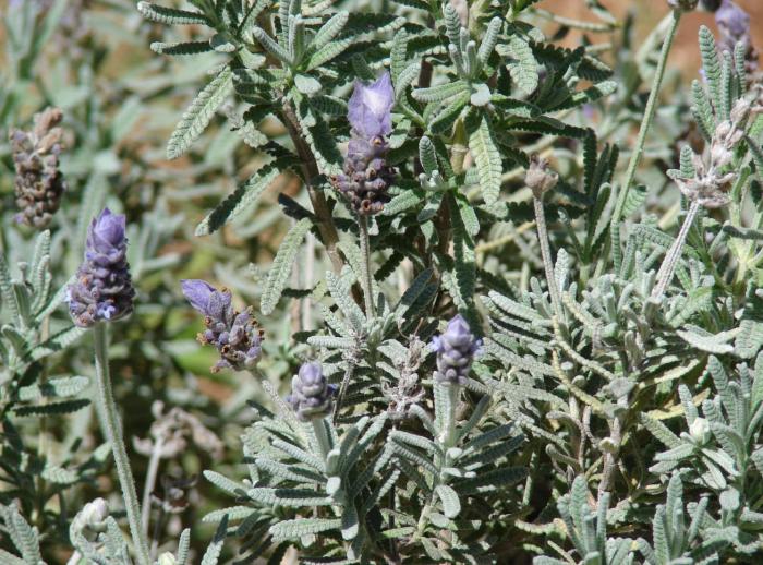 Plant photo of: Lavandula dentata