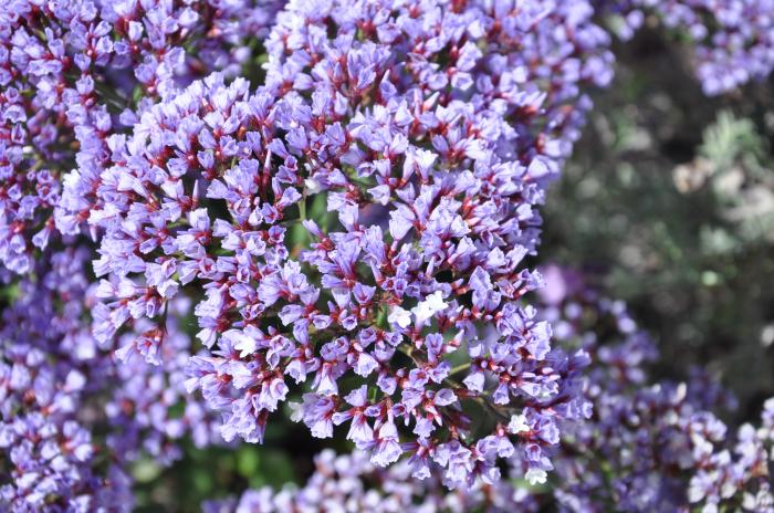 Plant photo of: Limonium perezii