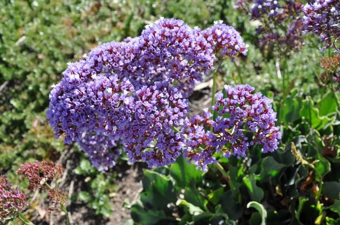 Plant photo of: Limonium perezii