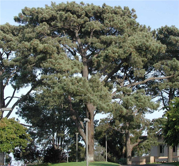 Torrey Pine, Island Torrey Pine