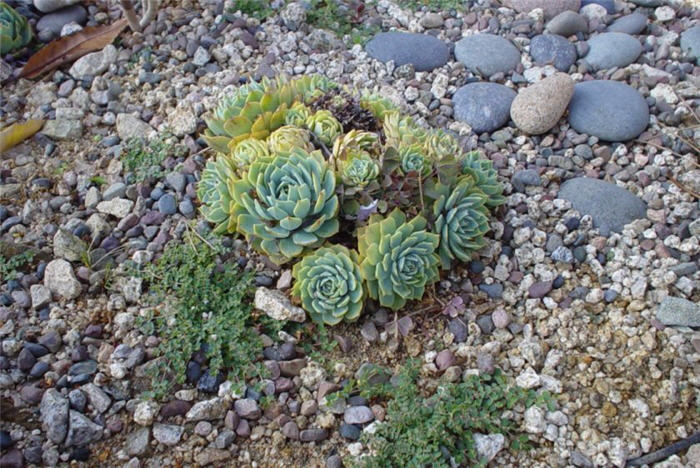 Hens and Chicks