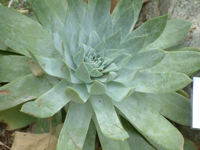 Chalk Dudleya