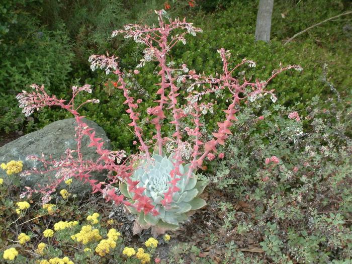 Plant photo of: Dudleya pulverulenta