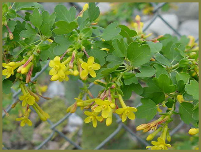 Golden Currant