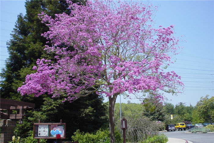 Robinia x ambigua 'Idahoensis'