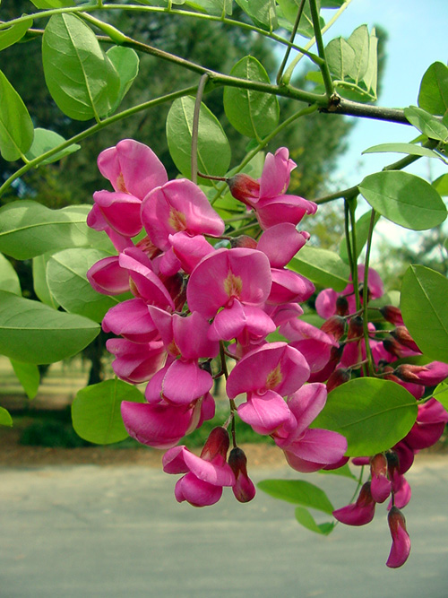 Plant photo of: Robinia x ambigua 'Idahoensis'