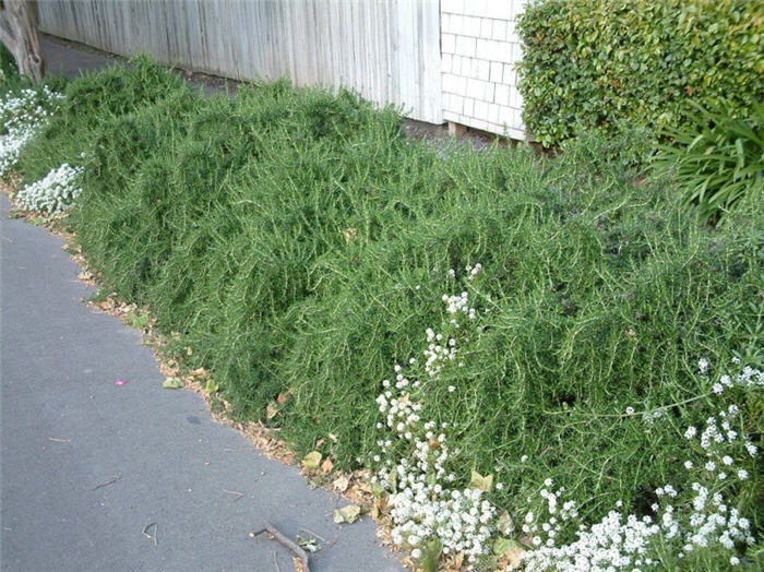 Plant photo of: Rosmarinus officinalis 'Prostratus'