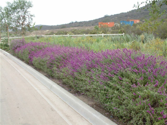 Plant photo of: Salvia leucantha