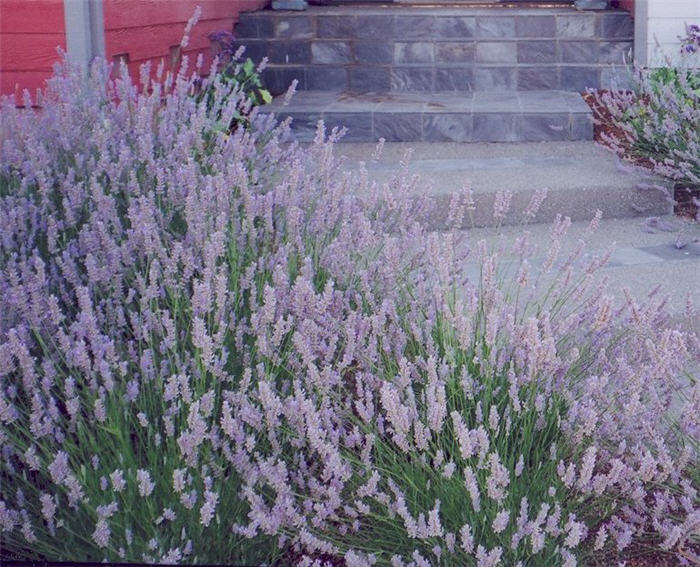 Plant photo of: Lavandula x intermedia 'Provence'