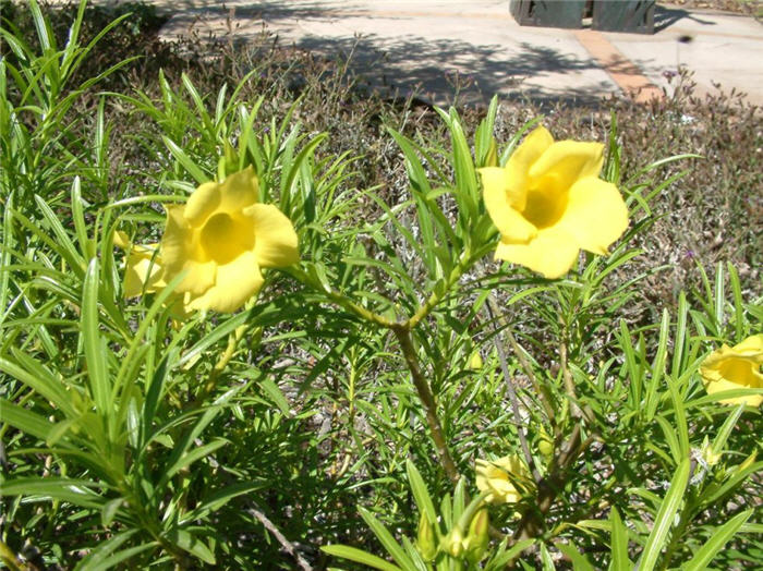 Yellow Oleander, Lucky Nut