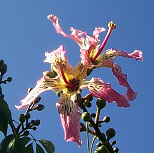 Floss Silk Tree