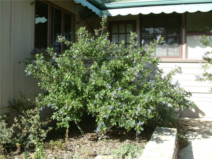 Ray Hartman Ceanothus