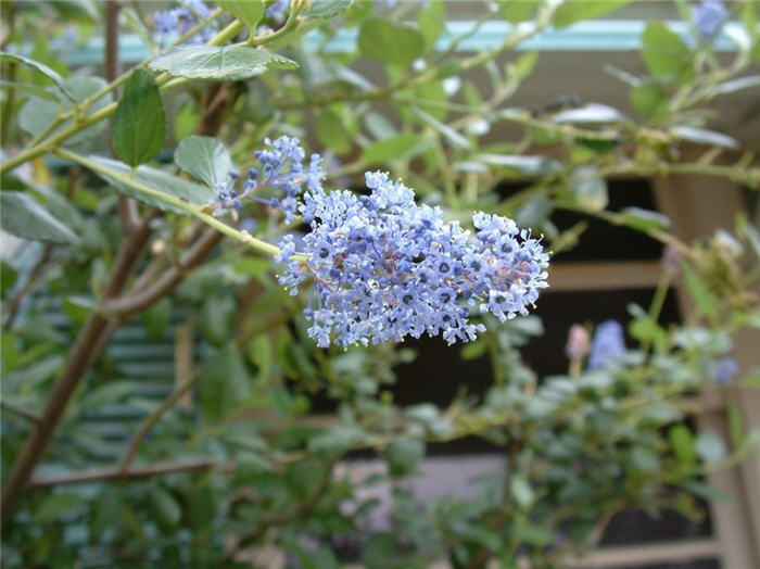 Plant photo of: Ceanothus arboreus 'Ray Hartman'