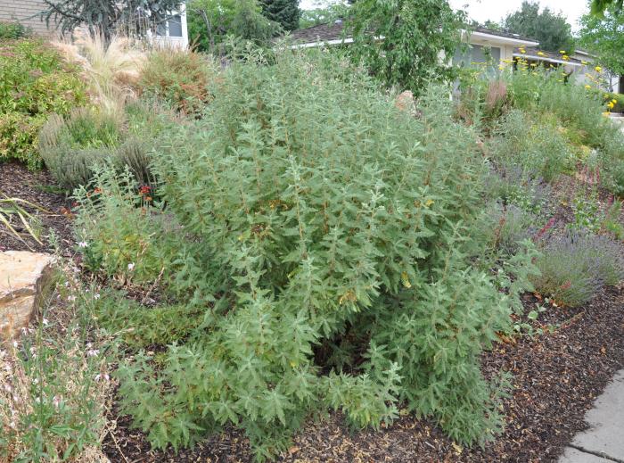 Plant photo of: Chamaebatiaria millefolium